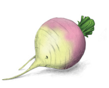 turnip